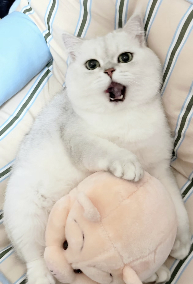 成年银渐层找领养