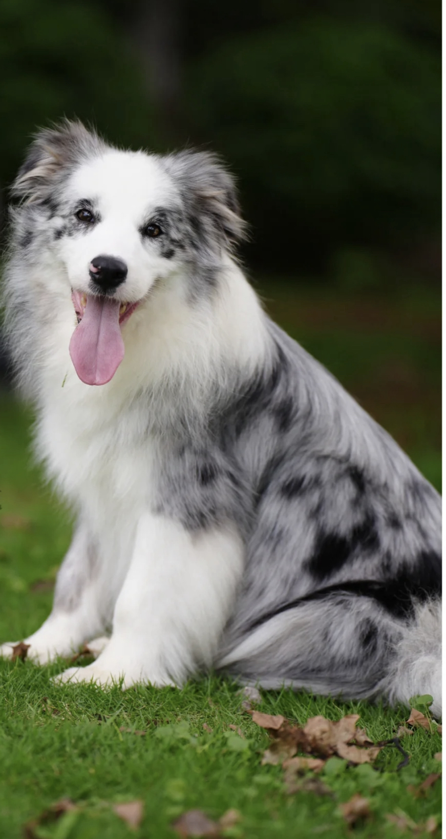 蓝色陨石边境牧羊犬