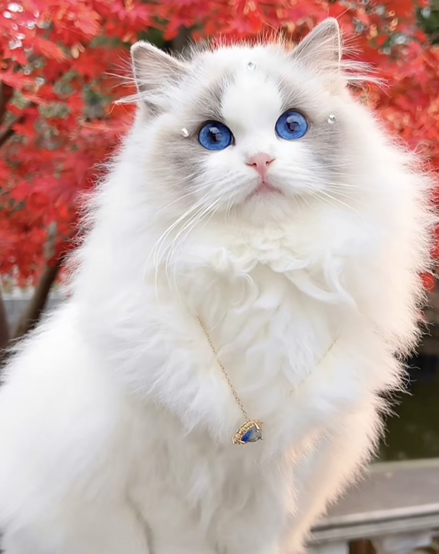 高端波斯系布偶猫❤️平台推荐