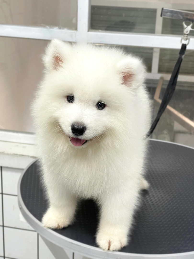 萨摩耶幼犬,颜值超高,毛白如雪,温顺可爱好伴侣