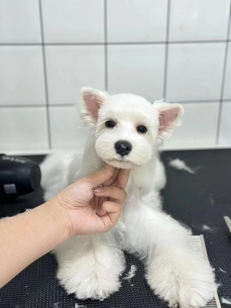 纯白色雪纳瑞宝宝❤疫苗齐全