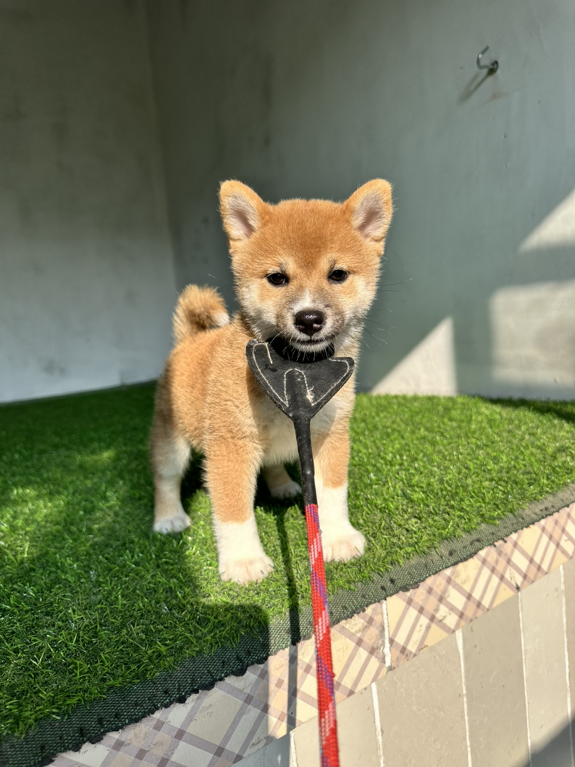 日本豆柴犬