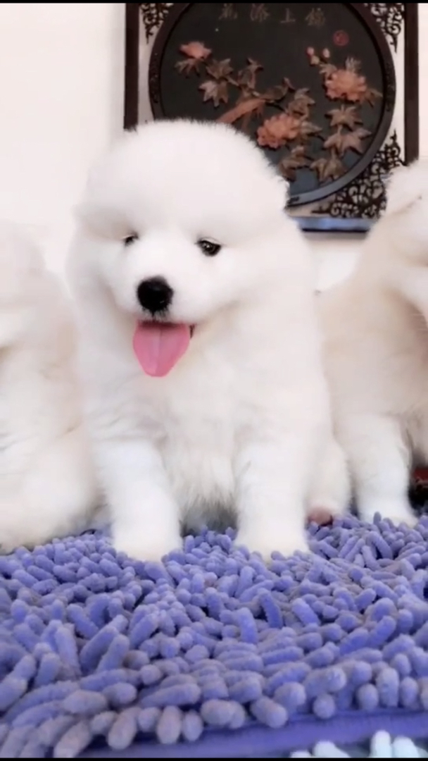 萨摩耶幼犬，雪白蓬松超可爱，治愈系萌宠首选