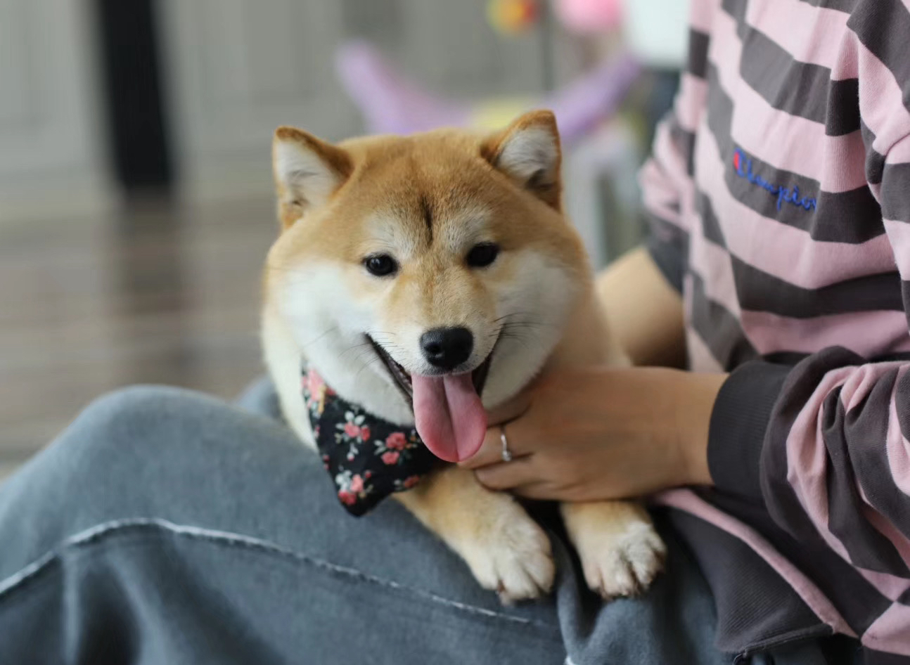 双血统柴犬宝宝❤️