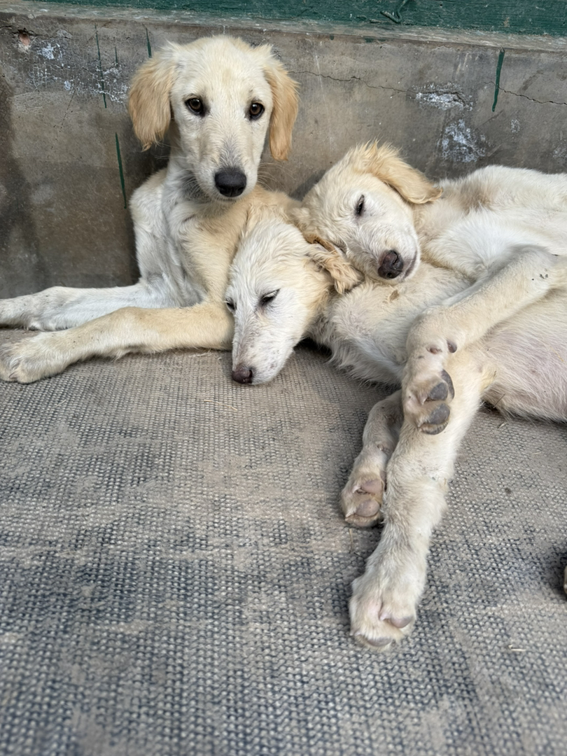 山东本地细犬原生犬种聪明认主看家护院尾毛耳毛好看