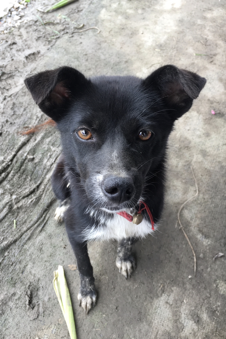 中华田园犬，忠诚护主，体质强健，田园好帮手