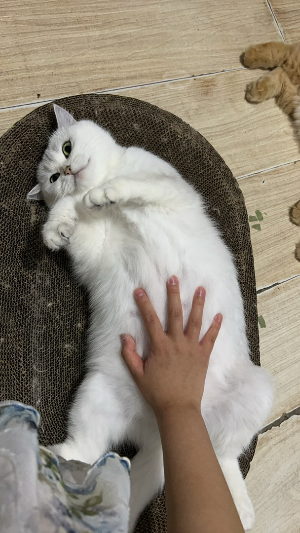 英国短毛猫，毛白如雪，性格温顺，颜值与性格并存的萌宠，胖墩墩能喝能喝