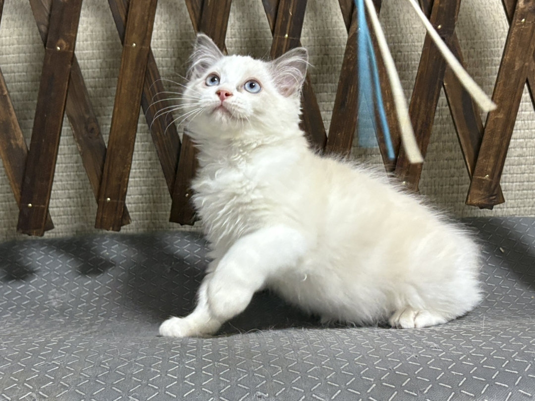 布偶猫幼崽,蓝眼白毛颜值高,温顺可爱萌化人心