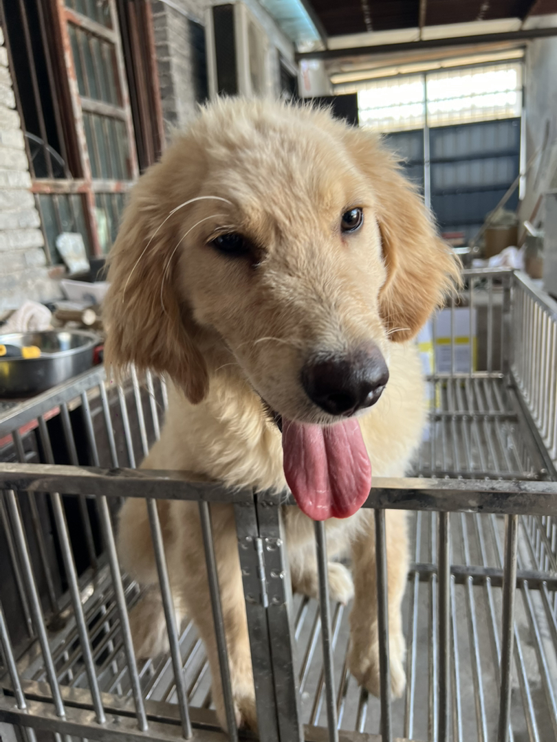 金毛幼犬吐舌卖萌，性格温顺乖巧，绝佳家庭陪伴宠物