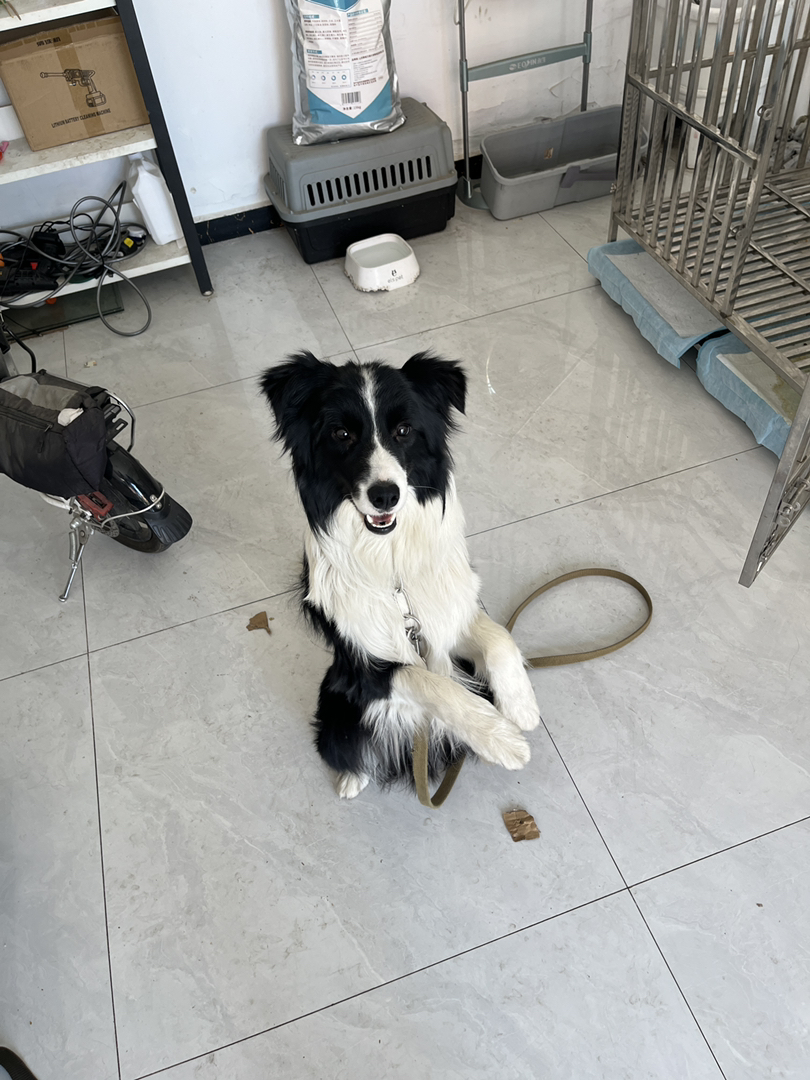 边境牧羊犬，黑白靓毛，聪明机灵，绝佳宠物之选