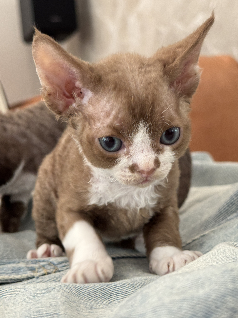 德文卷毛猫，咖白，脸上有个性小色块，性格黏人，聪明易训练，家庭散养溜达猫