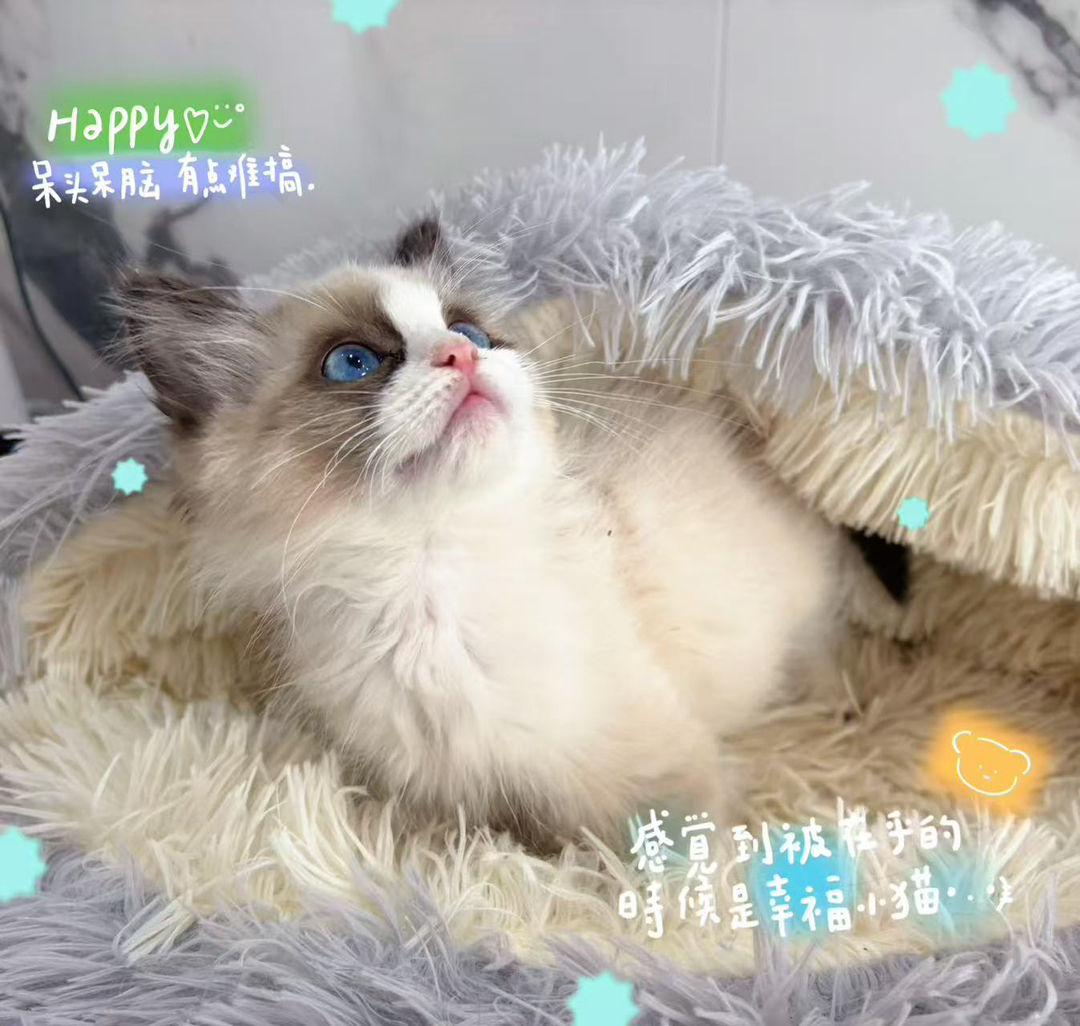 布偶猫