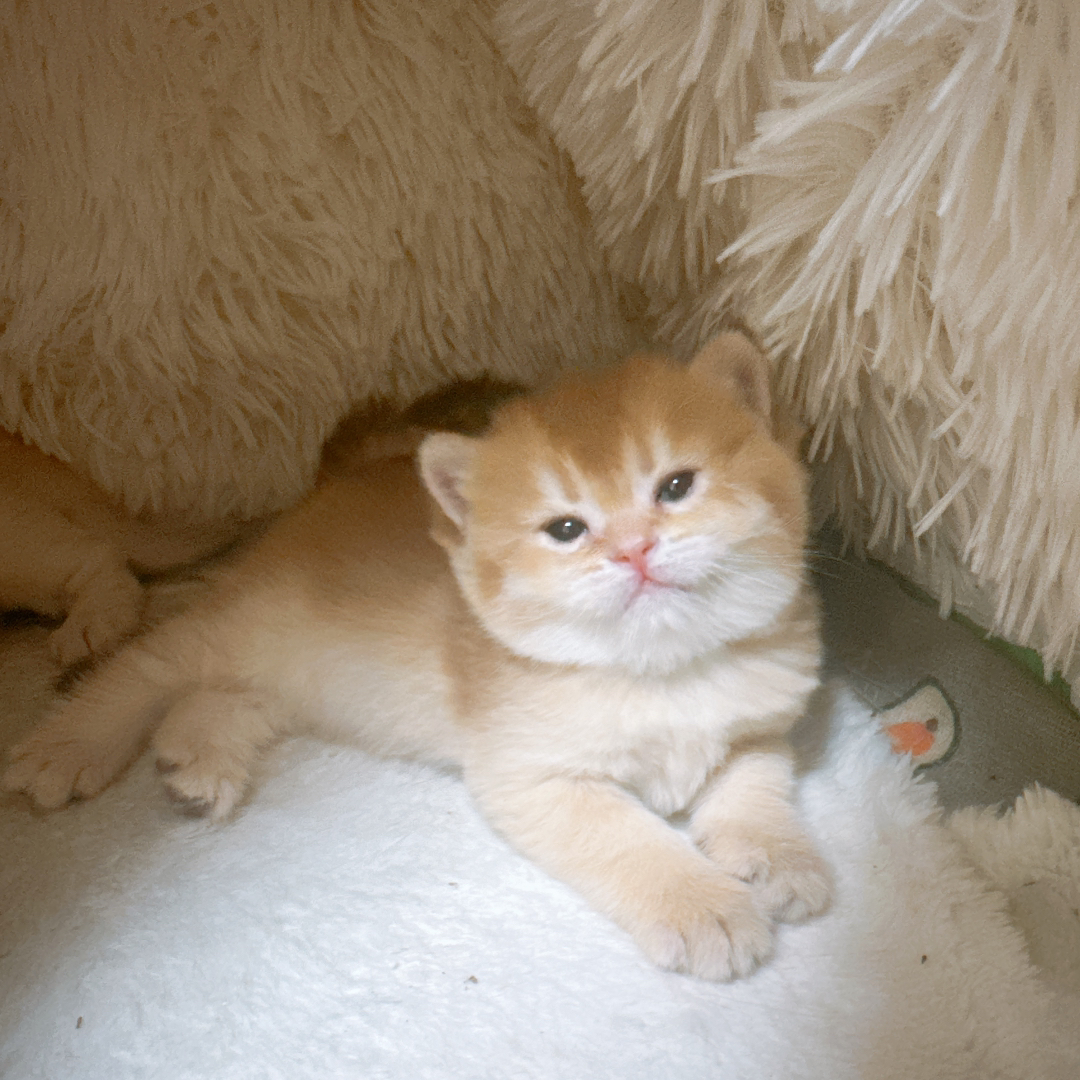 家里的猫自己生了四只，现在剩下一只母猫小可爱