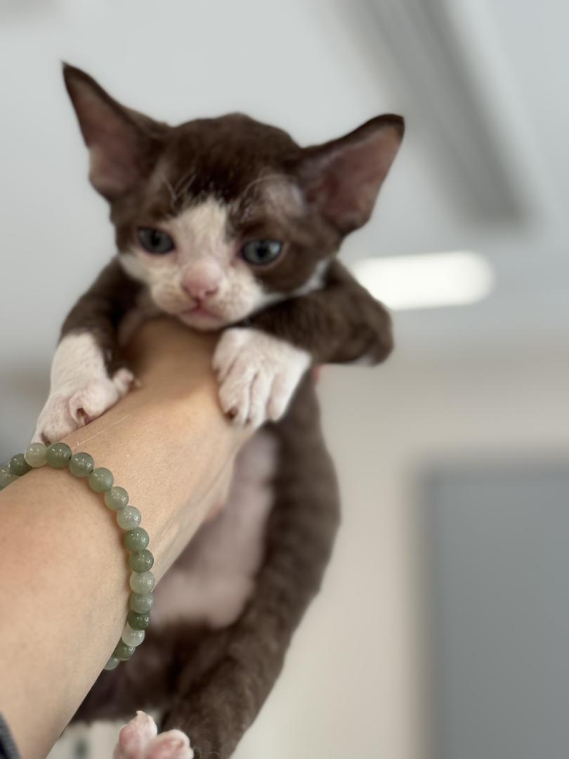 德文卷毛猫幼崽，卷毛可爱，个性活泼，独特魅力的宠物伴侣