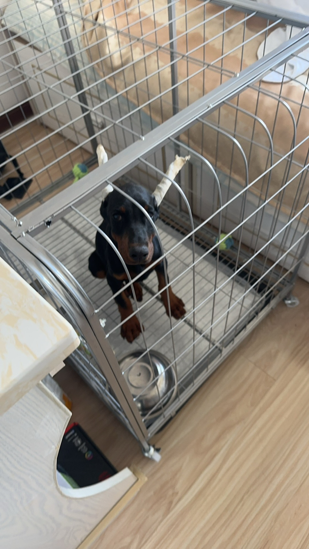 杜宾犬急出