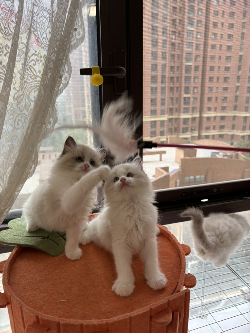 三只可爱布偶猫，颜值爆表，温顺粘人萌化你心