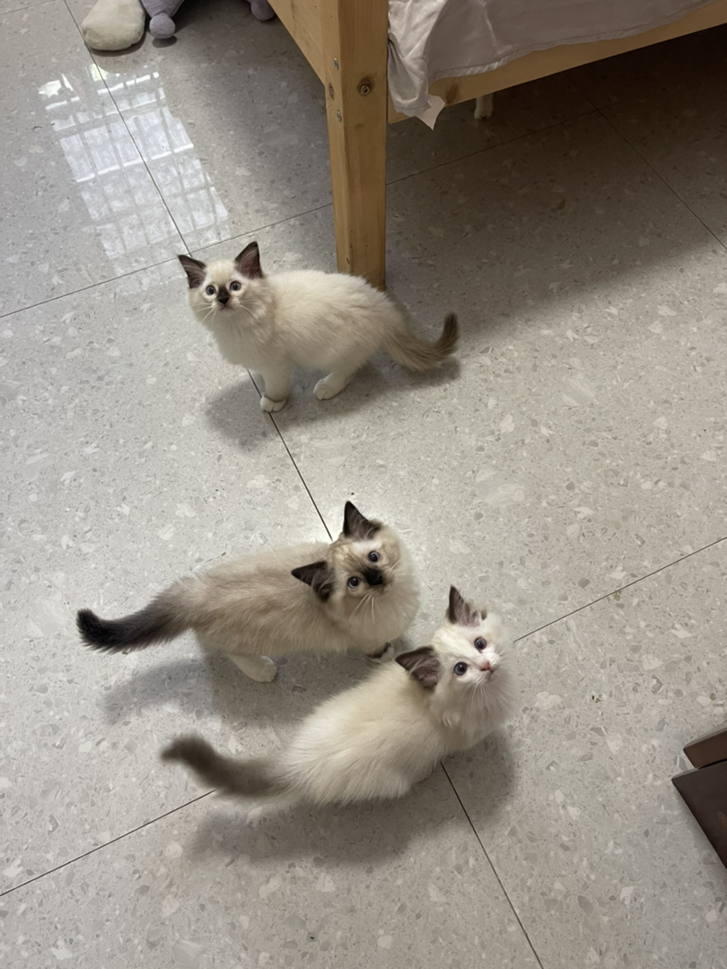 布偶猫500和680一只
