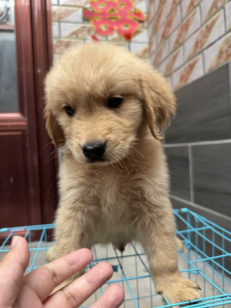 金毛幼犬，可爱乖巧，性格温顺，是绝佳的家庭陪伴宠物