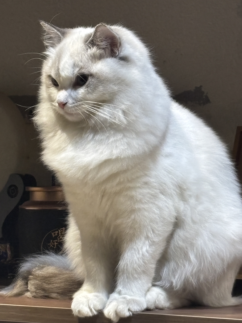 布偶山猫姐姐