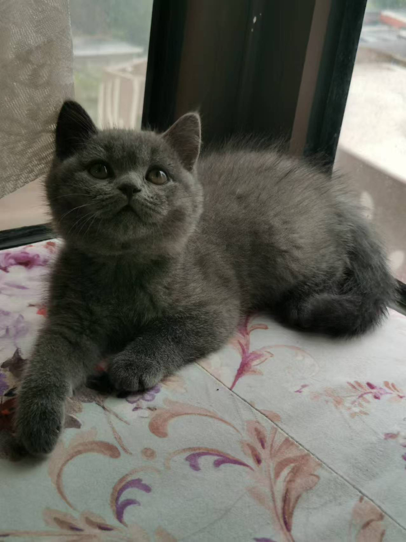 英国短毛猫，灰毛大眼超可爱，性格温柔好养的萌宠