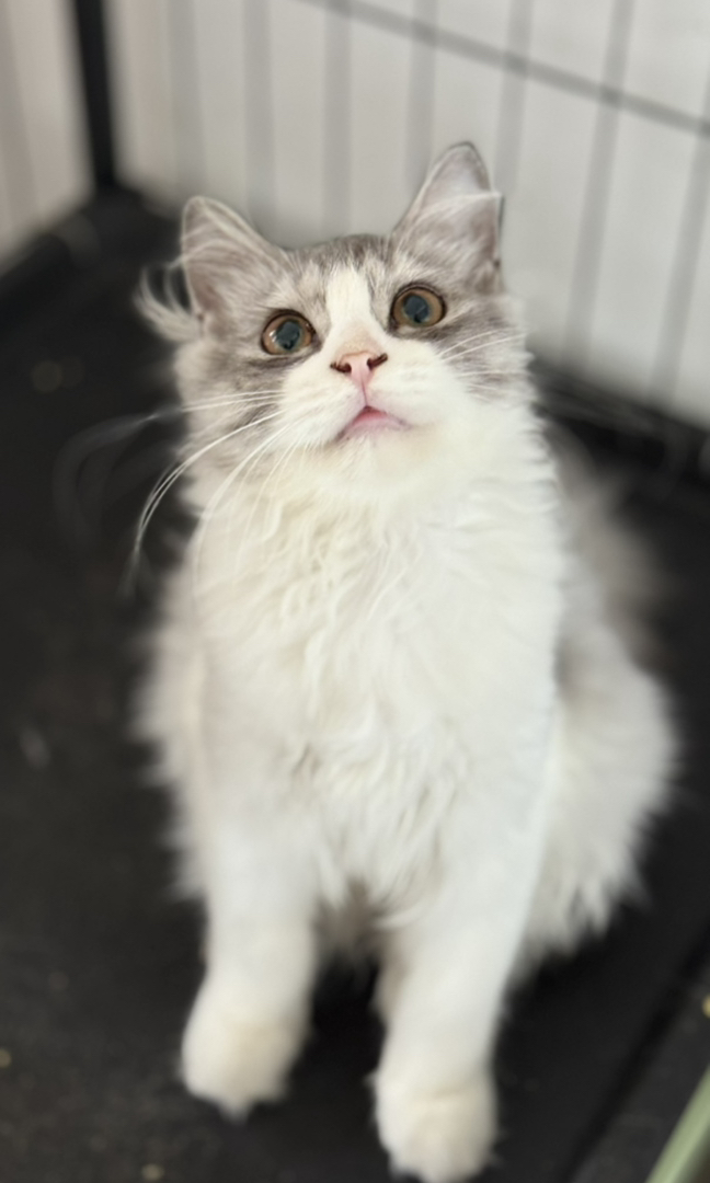 800出英国长毛，银白色，性格好粘人，已驱虫，免疫