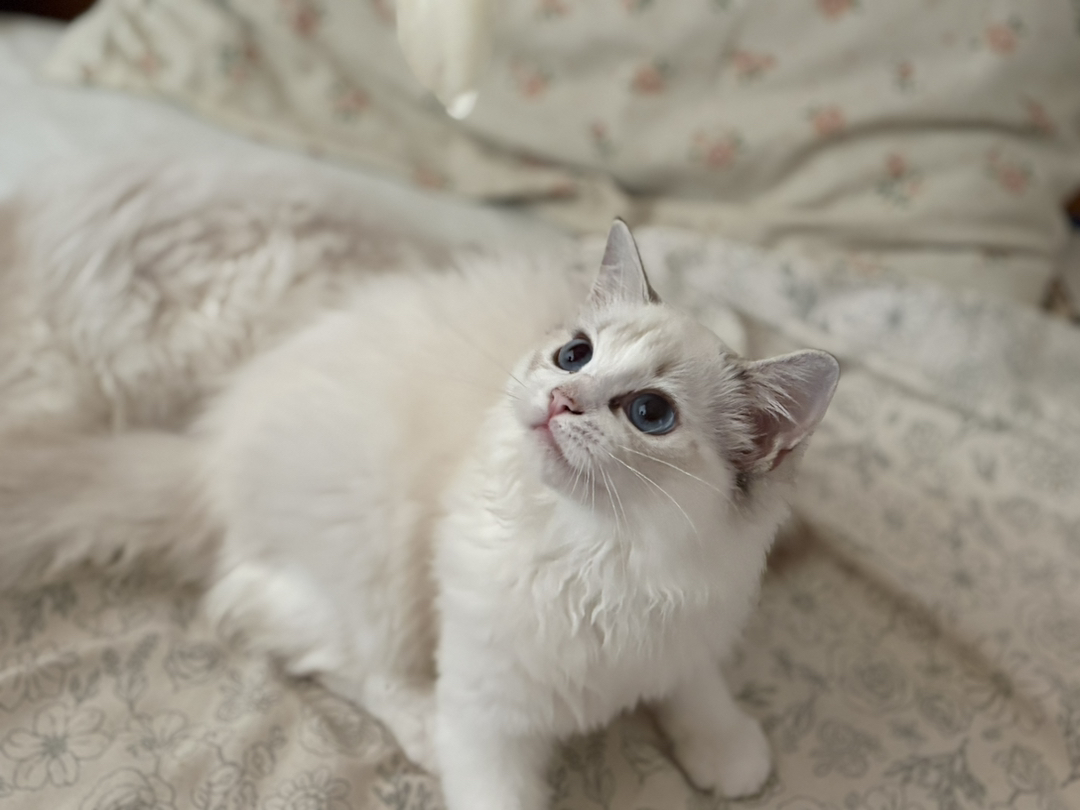 四个月布偶猫男宝，颜值高性格好
