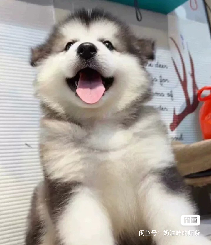 灰桃阿拉斯加幼犬