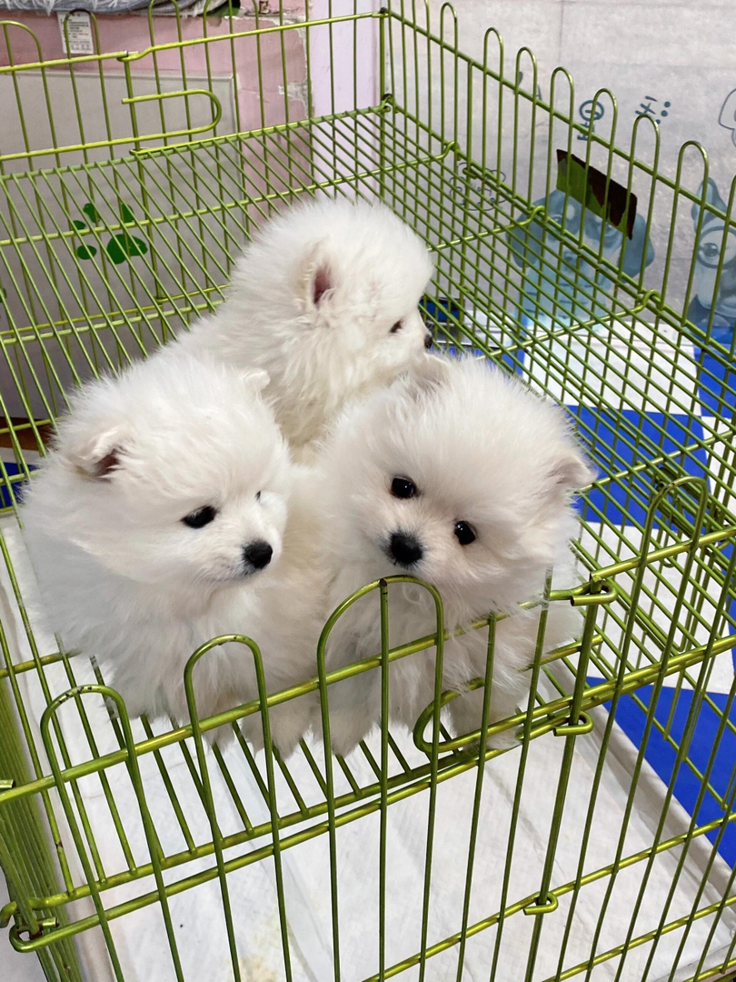 博美幼犬，两针疫苗两次驱虫，保健康犬舍直发