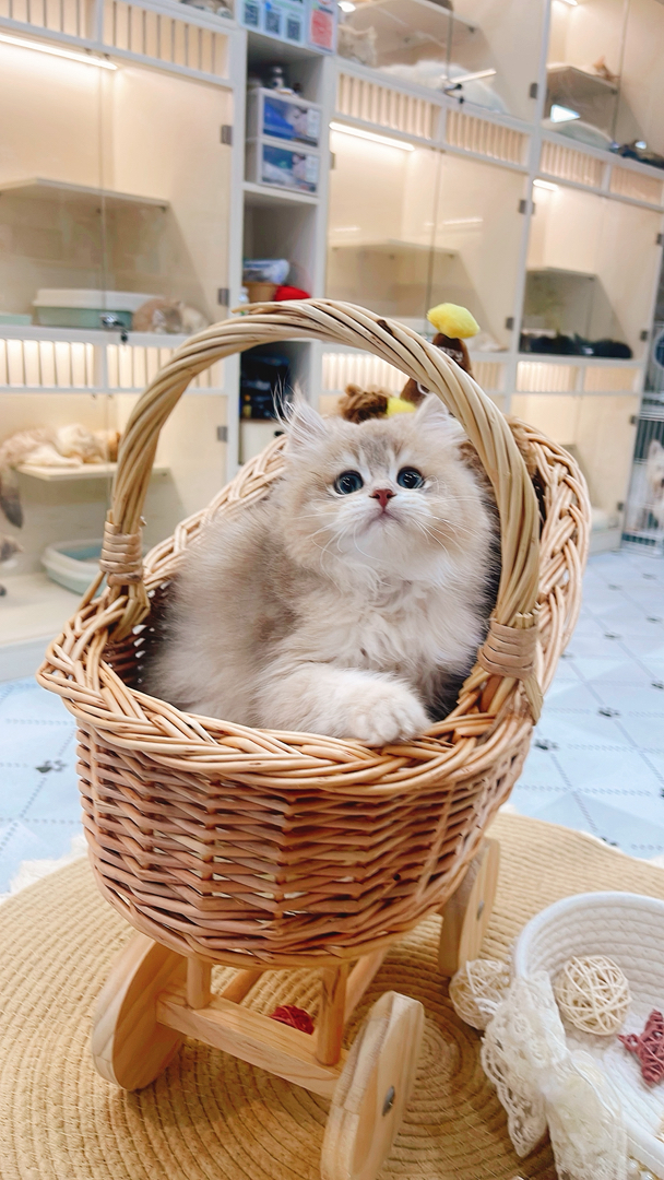长毛蓝金
