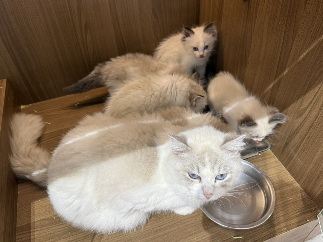 布偶猫幼崽,颜值超高,性格温柔,陪伴你的贴心萌宠
