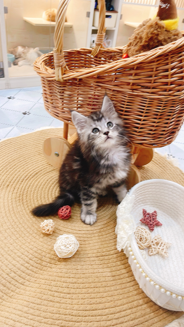 缅因猫幼崽,“温柔巨人”潜力股,毛发浓密花纹美,温顺亲人,家庭饲养佳选
