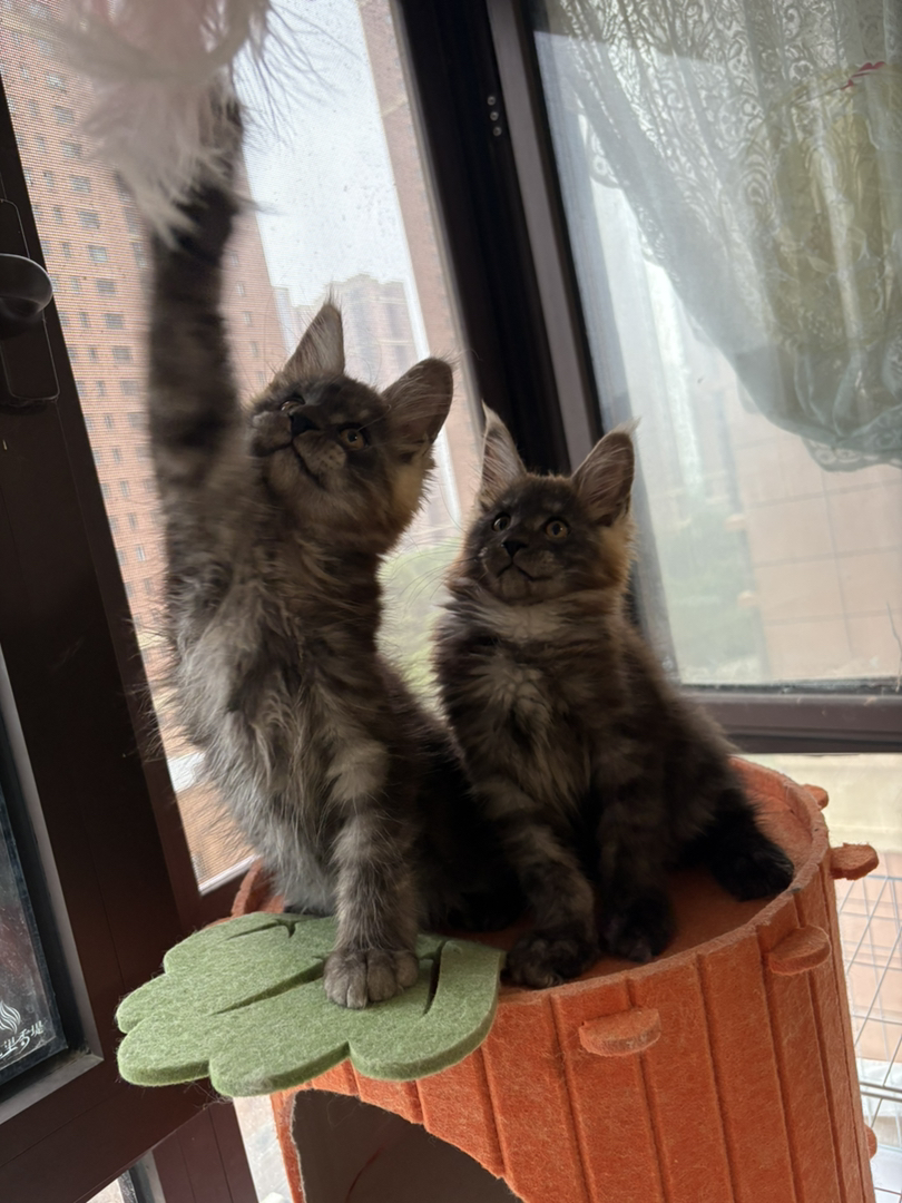 缅因猫幼崽，体型较大，毛发浓密，温柔又霸气的喵星人