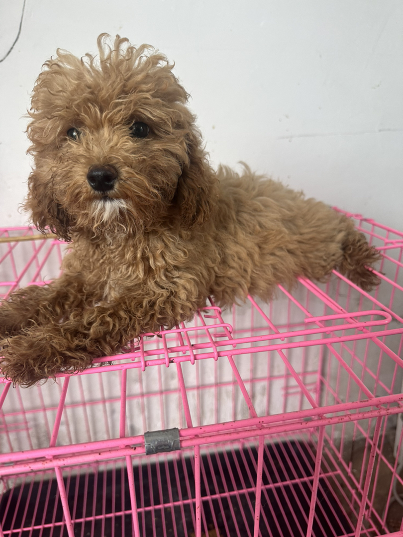 可爱泰迪犬,卷毛萌态十足,小巧玲珑适合陪伴