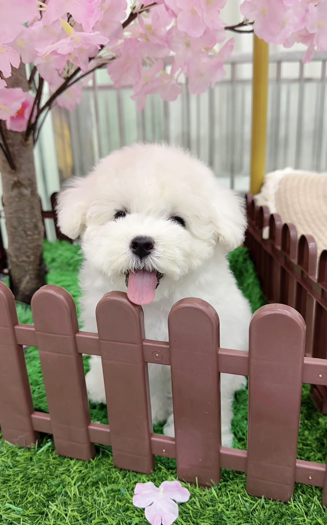 ❤️高端大眼睛双血统比熊犬❤️