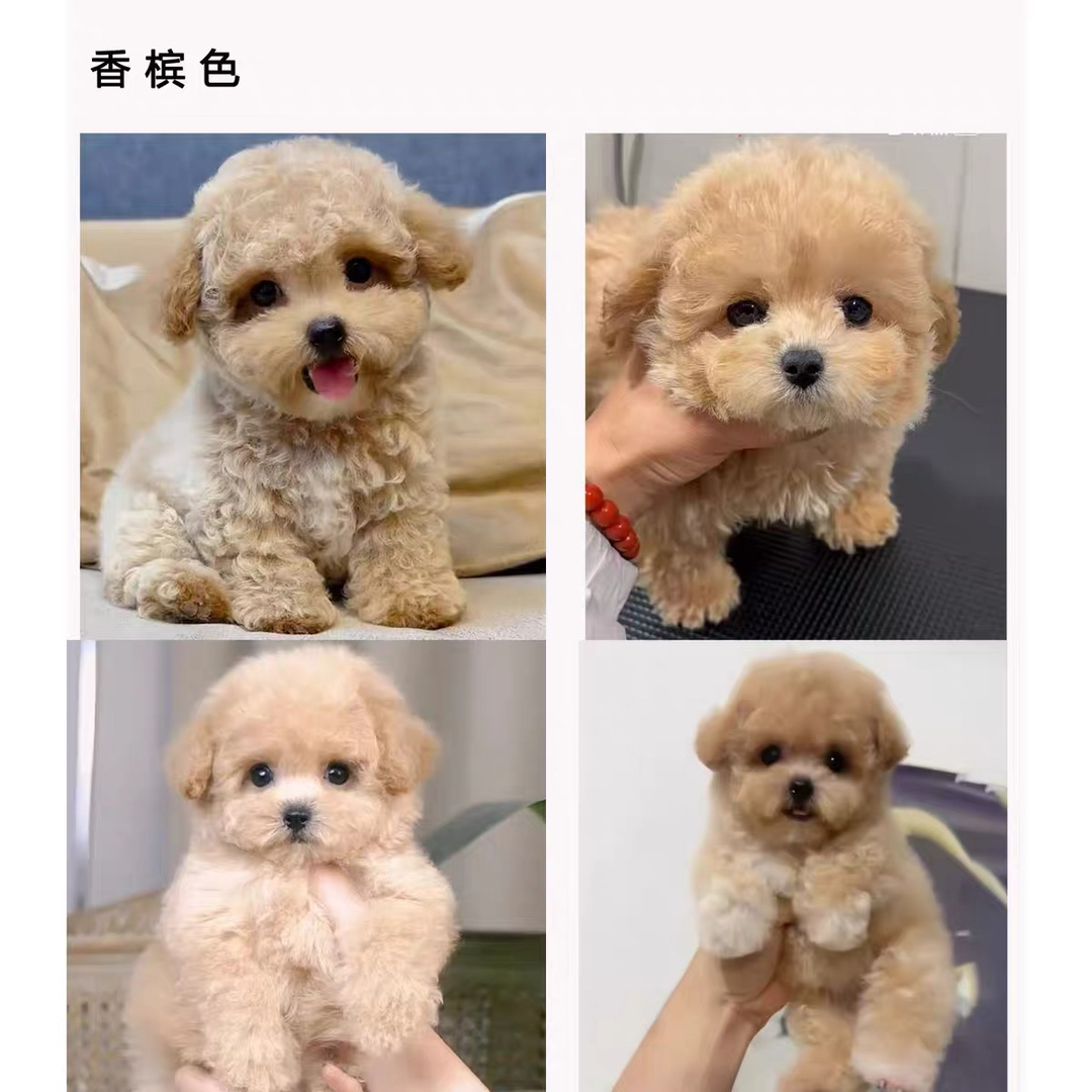 泰迪熊大全❤️灰泰迪,香槟色泰迪,红泰迪,白泰迪