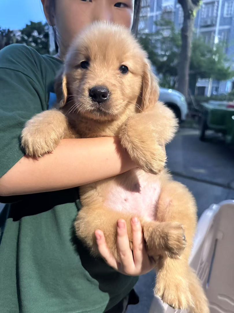 金毛幼犬，可爱活泼，性格温顺，适合家庭养殖