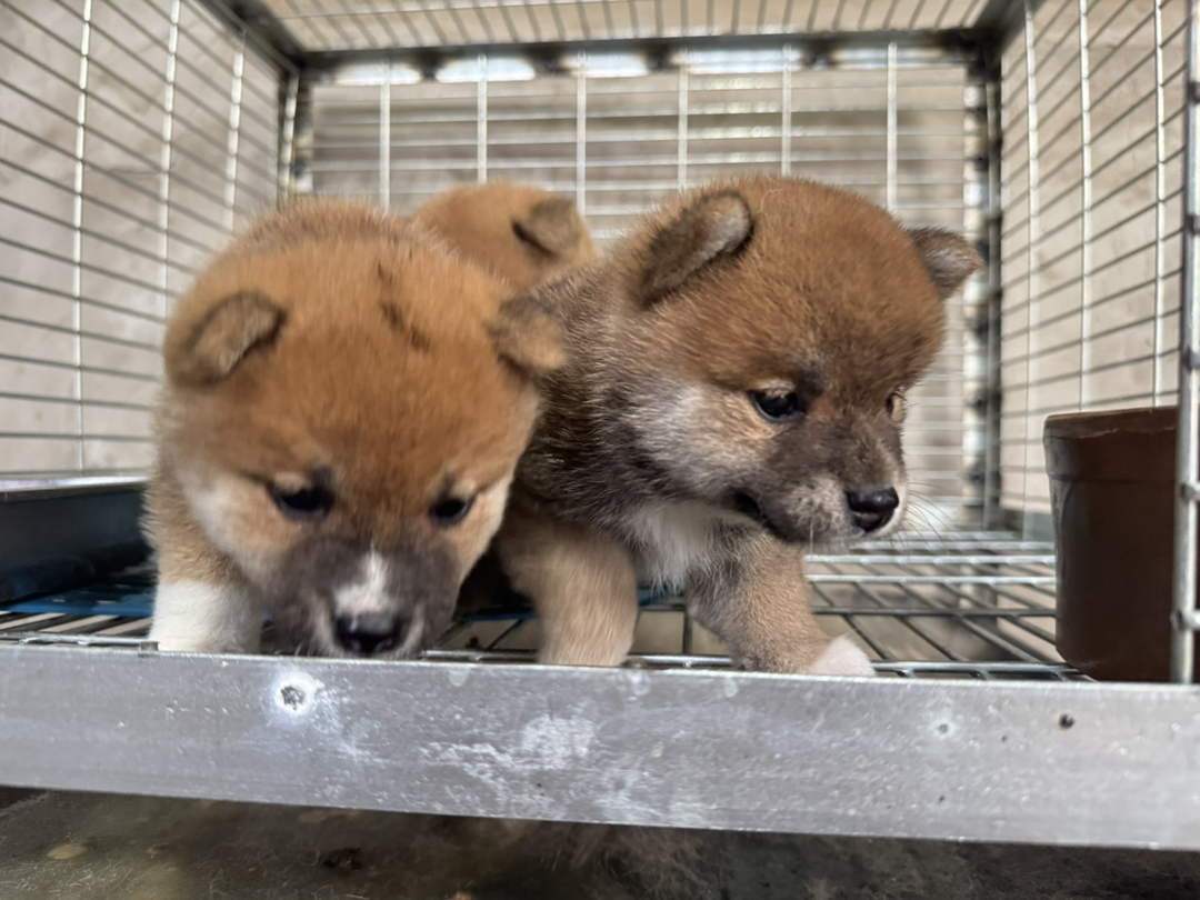 日本豆柴犬京津冀包邮