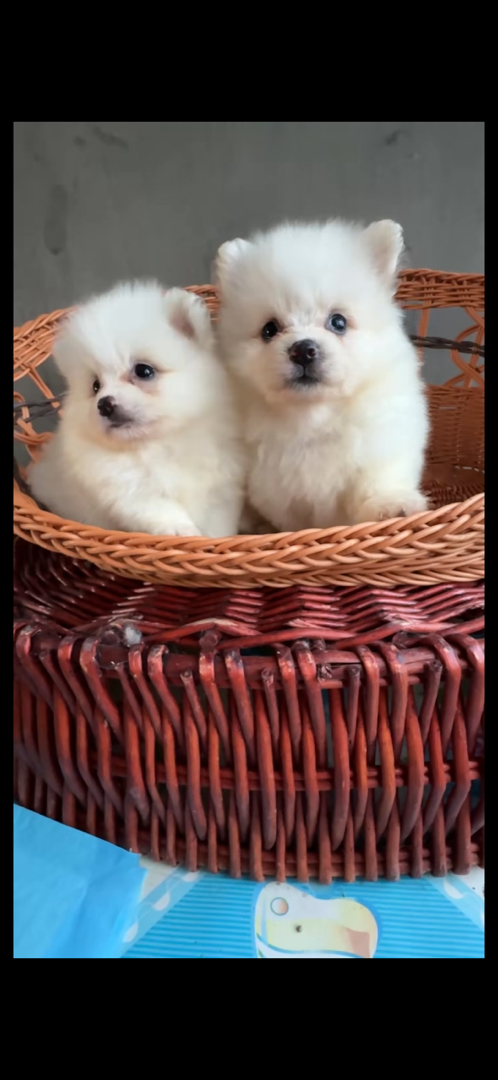 纯白博美妹妹找新家啦，两个月大