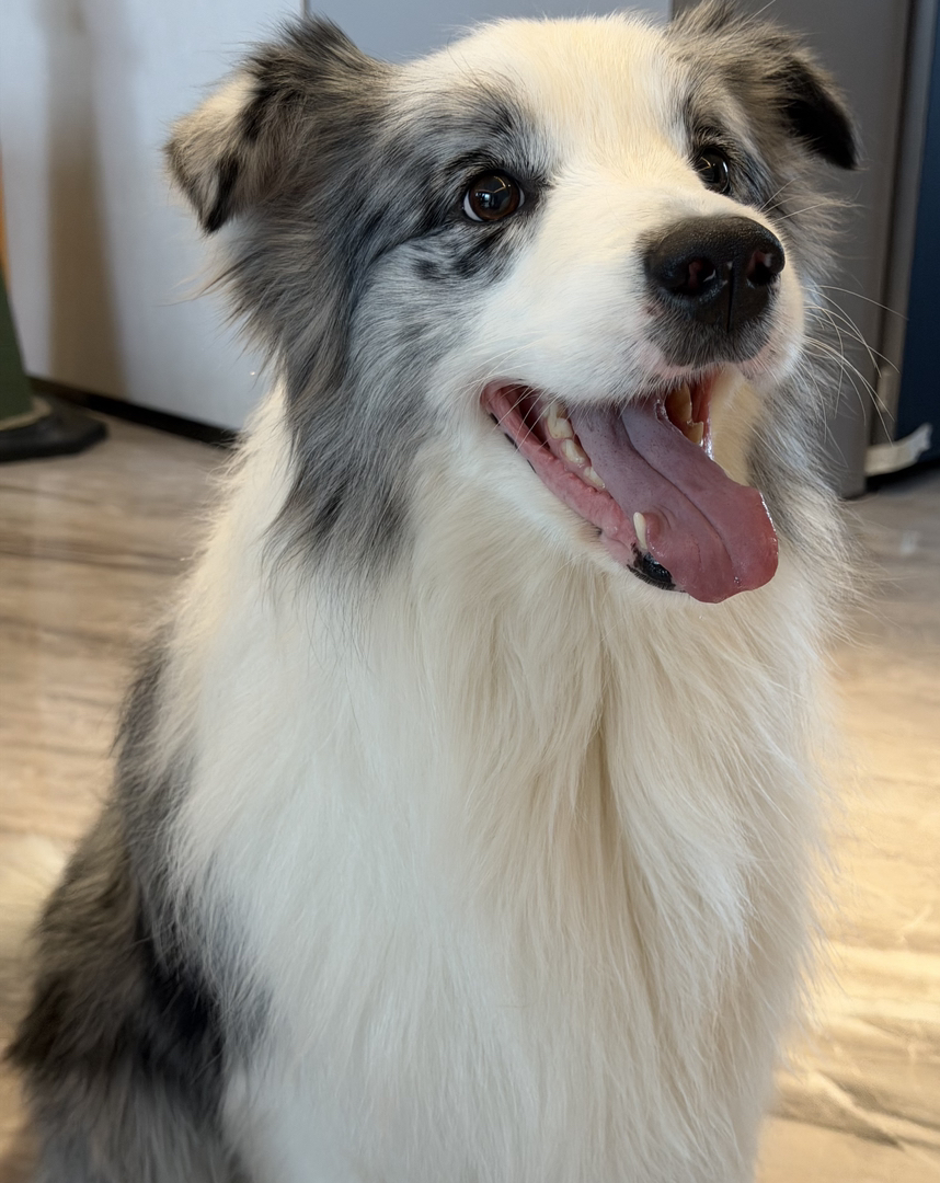 出售边牧,成犬,幼犬都有