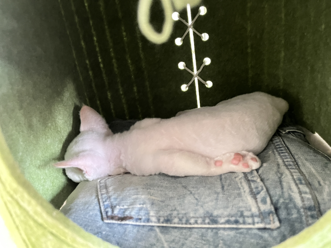 德文卷毛猫，白色精灵，大蓝眼萌猫，独特卷毛超吸睛