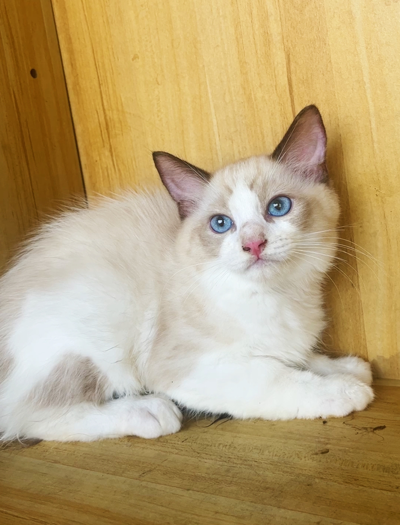 布偶猫幼崽，蓝眼白毛颜值高，性格温柔，养猫首选 公母都有600一只