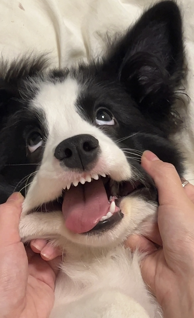 边境牧羊犬幼犬,颜值高智商高,活泼可爱超萌宠