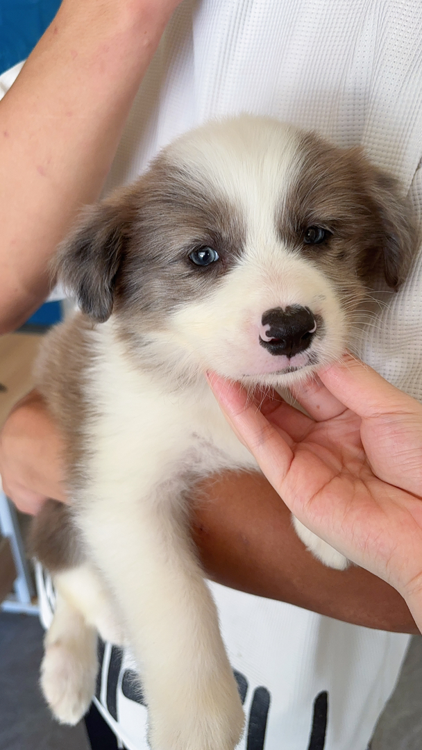 边境牧羊犬