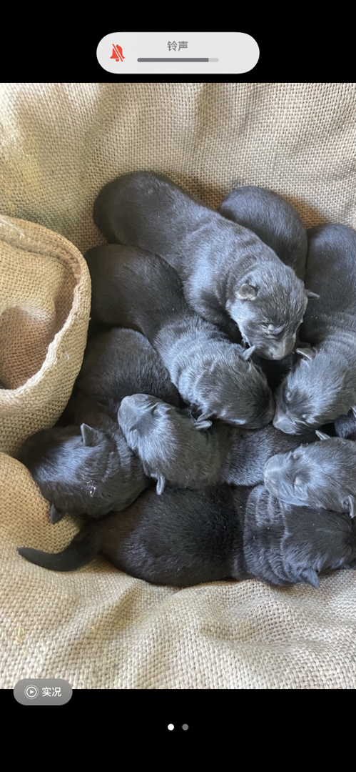 双血统无证东德牧羊犬，阿瑞斯儿子搭配克里斯孙女出的，6公2母