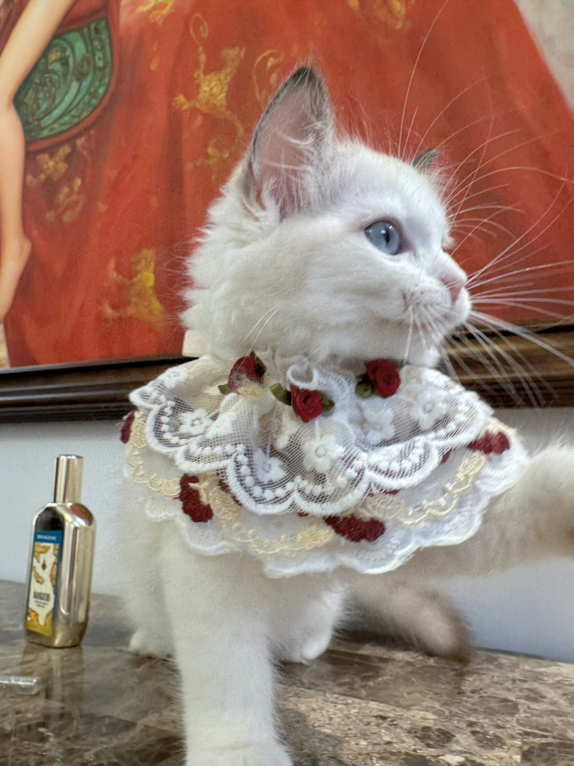 海双布偶猫，猫耳满背，白围脖杭州可上门挑选