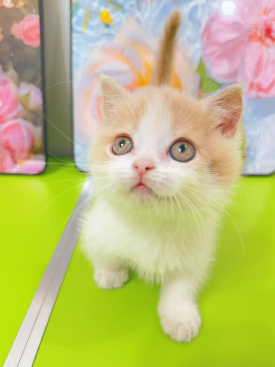 矮脚乳白，拿破仑