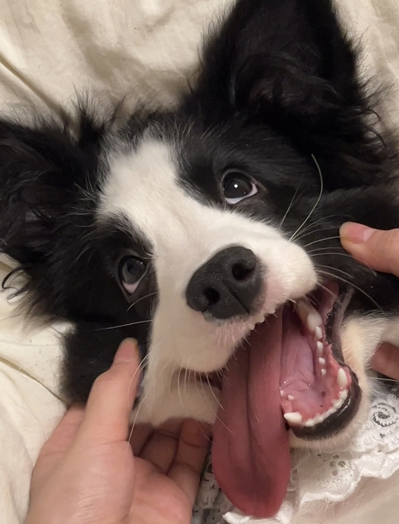 边境牧羊犬幼犬,颜值高智商高,活泼可爱超萌宠