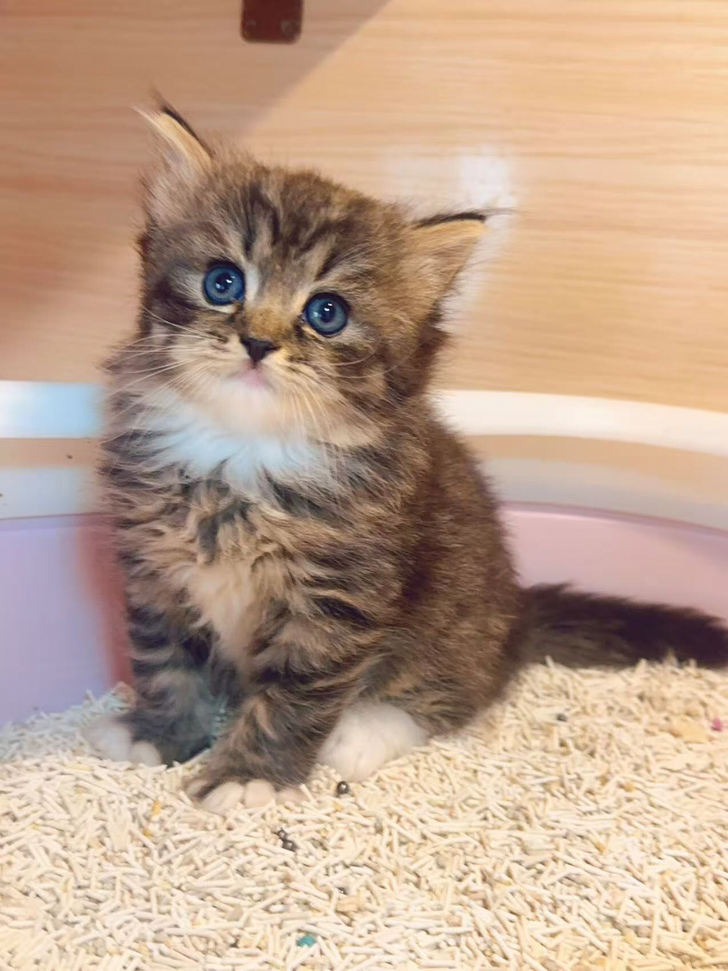 家养小猫，拿破仑，布偶