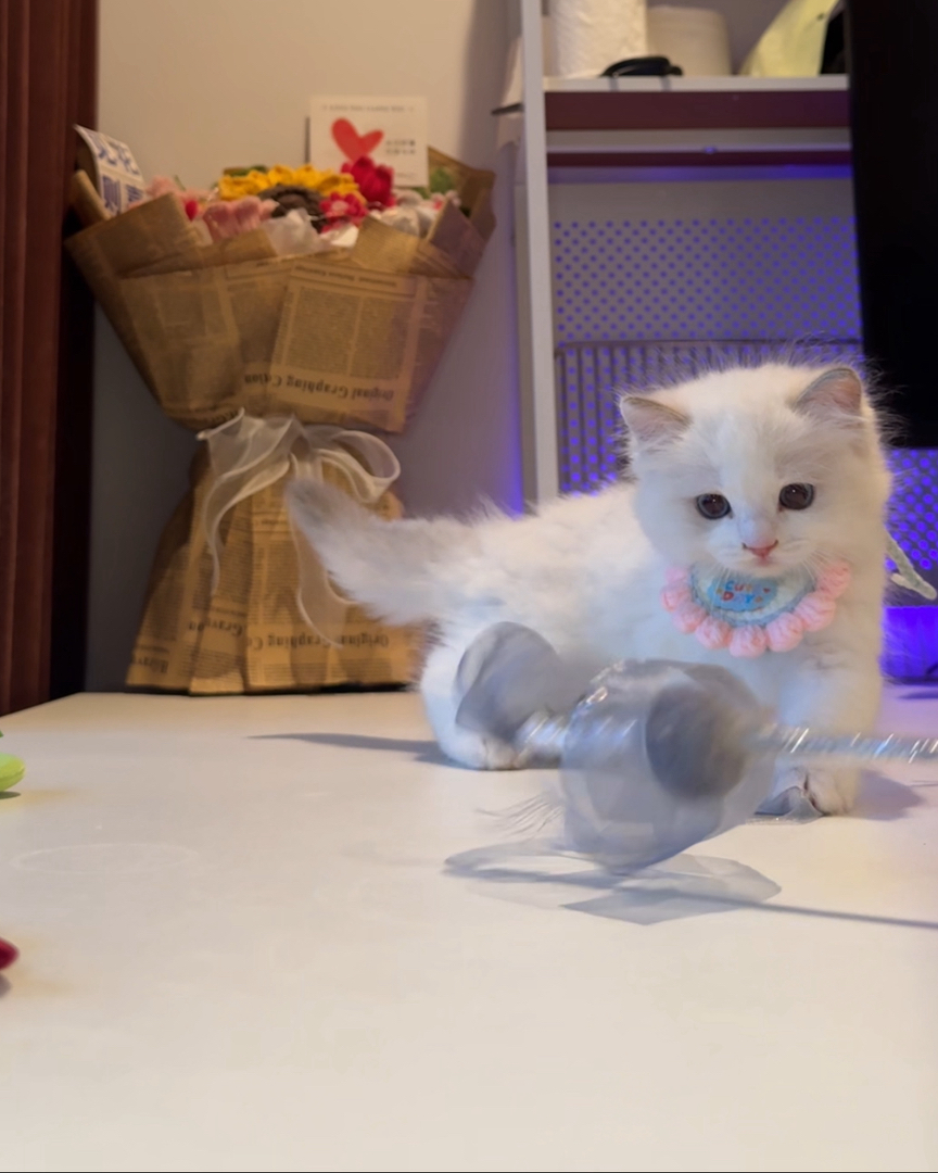 3号爆毛蓝眼布偶猫崽，正宗双血统，粘人精本精，待你带回家宠溺。