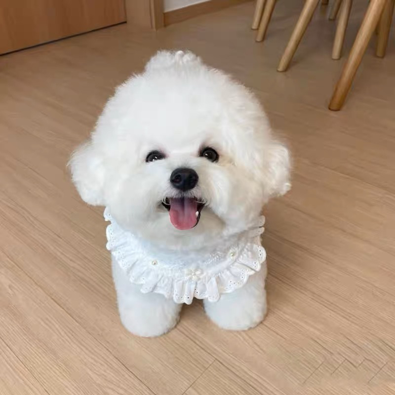 高端韩版比熊❤️疫苗齐全